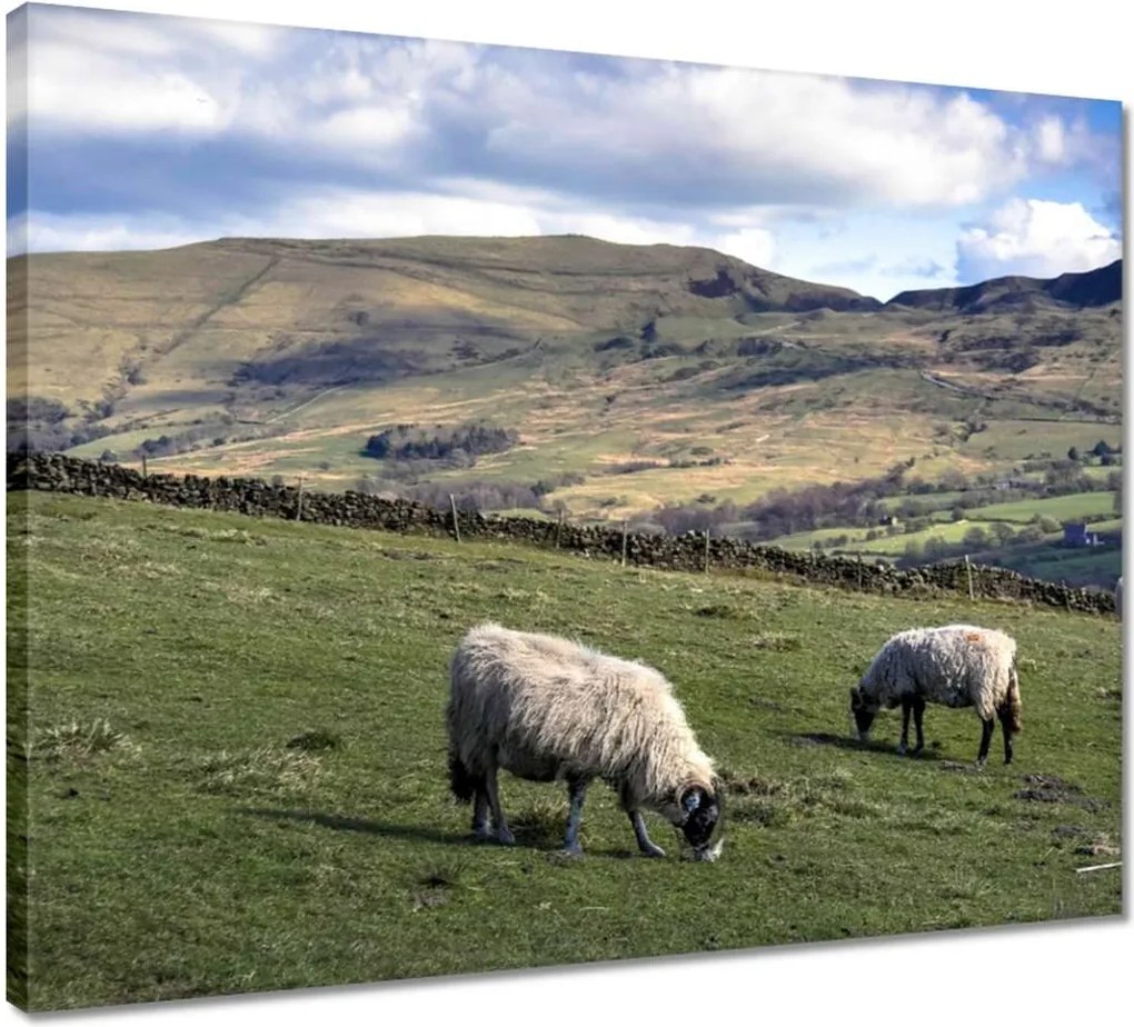 Vászonkép 50x40 Bárányok a csarnokban