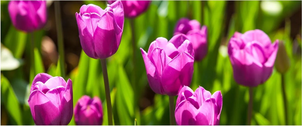 Tulipánok a réten képe (120x50 cm)