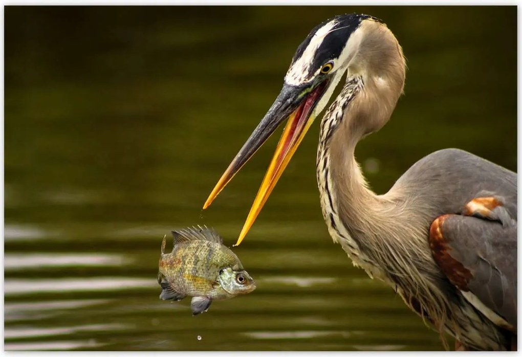 Poszterek 185x125 Kalapos madár Tájkép Kilátás