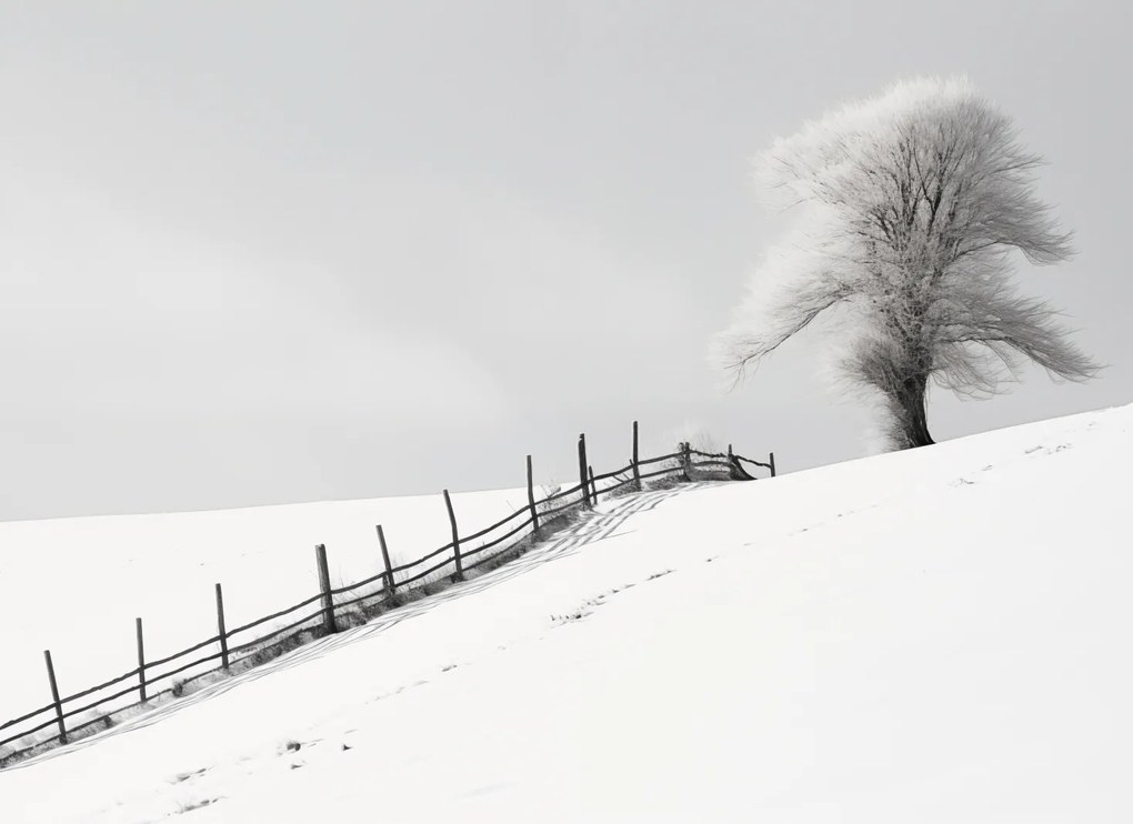 Poszter 55x40cm Magány a télben a kerítésnél