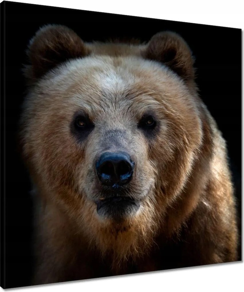 Vászonkép 60x60 Kilátás a medvére