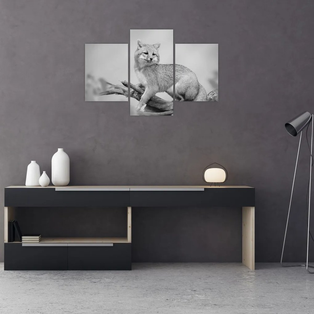 Kép - Szürke róka (90x60 cm)