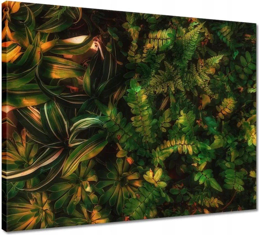 Vászonkép 50x40 Trópusi levelek Levelek