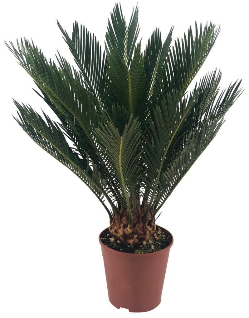 CIKÁSZ PÁLMA CS: 14CM CYCAS REVOLUTA