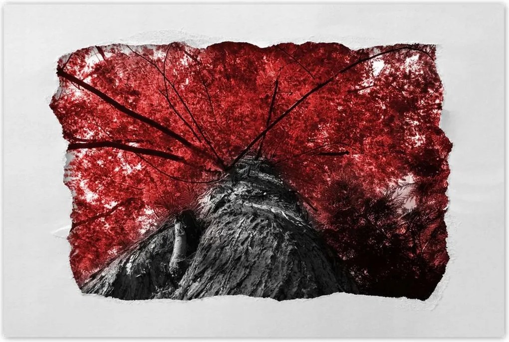 Poszterek 60x40 mamutfenyő Magas fa