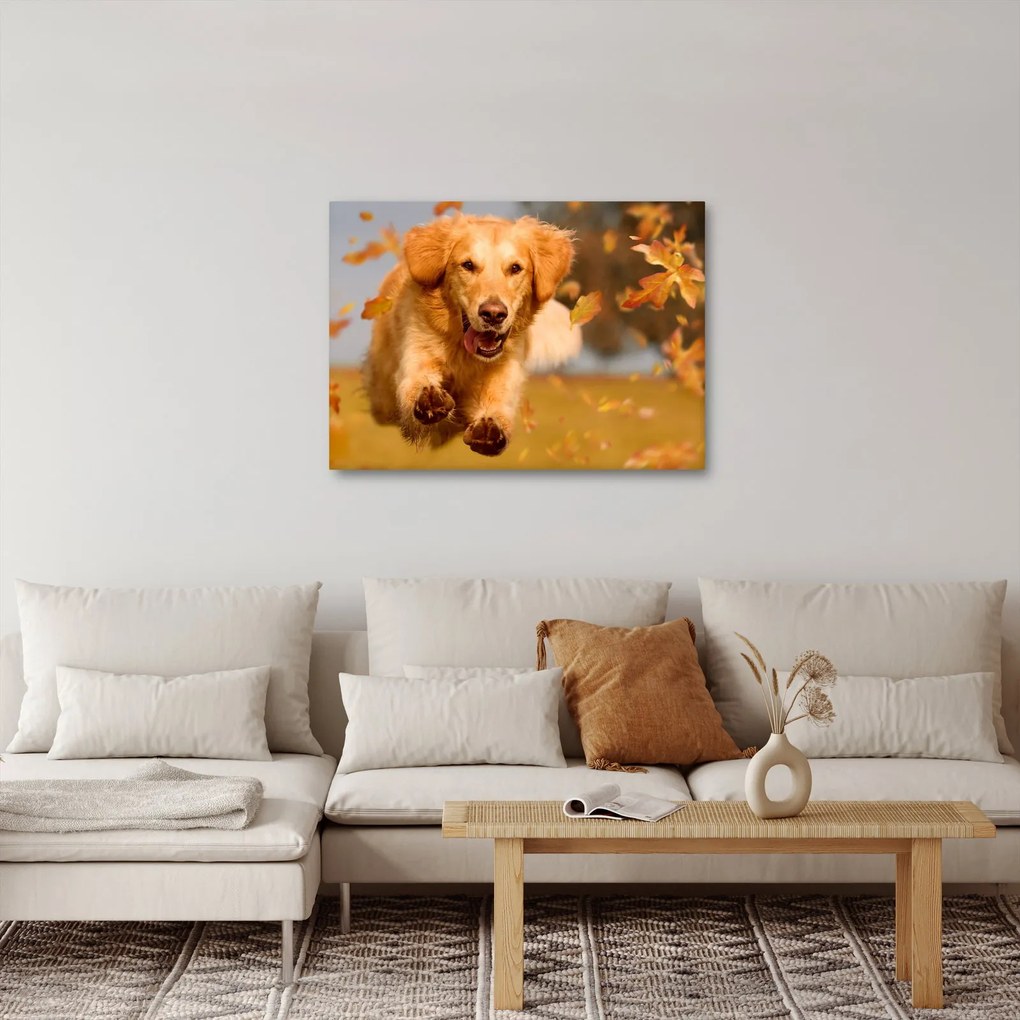 Kép - Golden Retriever (70x50 cm)