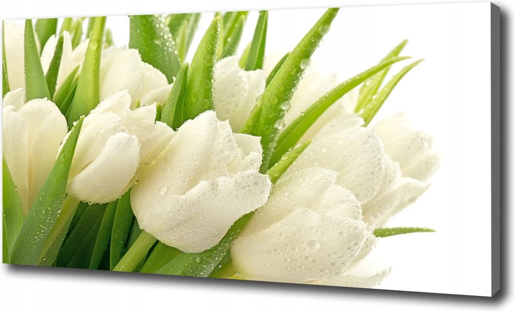 Vászonkép Fehér tulipánok 100x70 cm