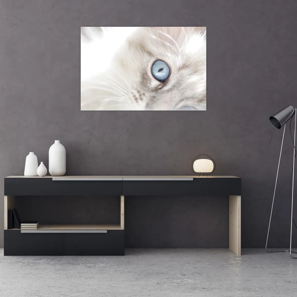 Kép - Kék szemű macska (90x60 cm)