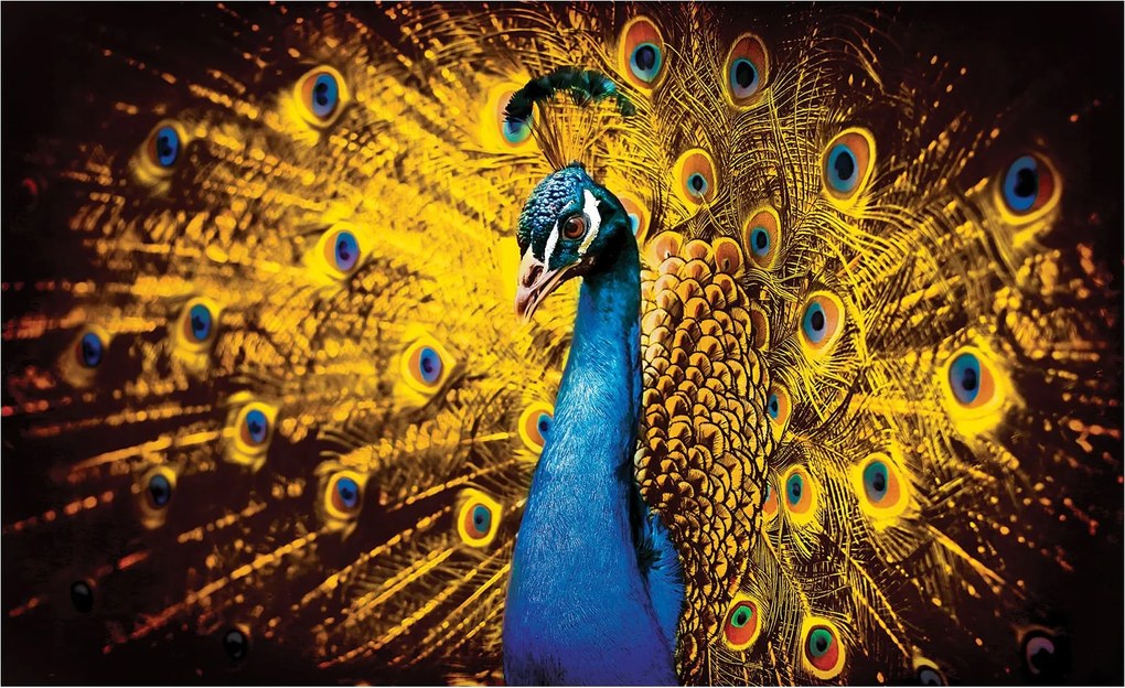 Fotótapéta Királyi páva elegancia és ragyogás a falon 208x146 +ragasztó