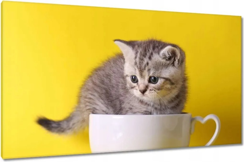 Vászonkép 120x70 Cica