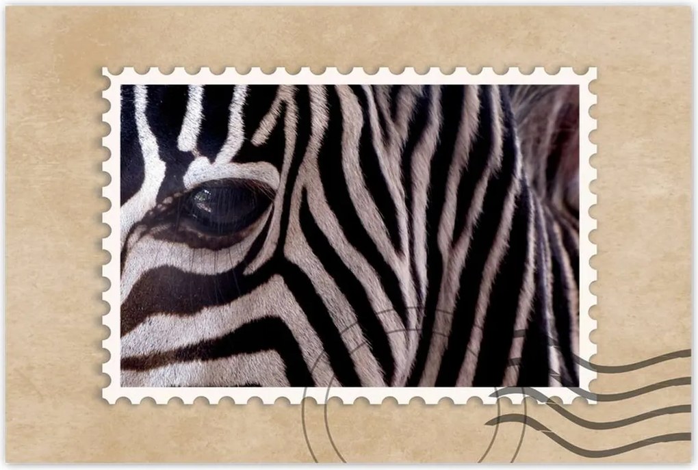 Poszterek 120x80 Makro fotó zebra
