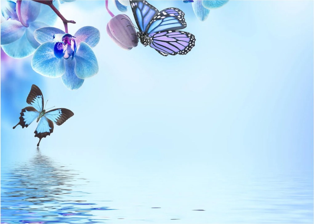 Kép - Pillangó orchidea virágon, kék (70x50 cm)