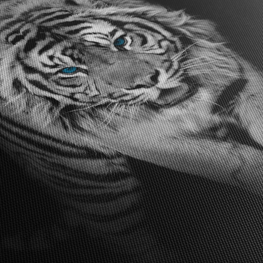 Kép - Tigris kék szemekkel (90x60 cm)
