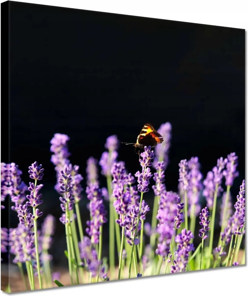 Vászonkép 30x30 Gyönyörű pillangó a levendulán