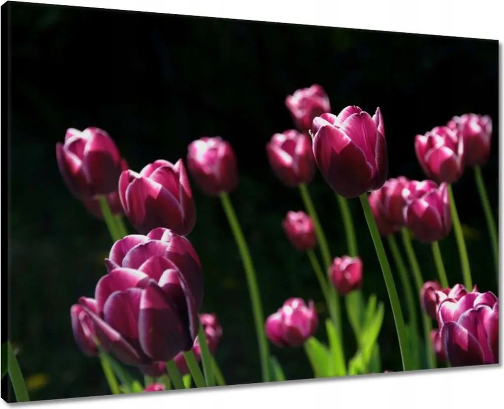 Vászonkép 70x50 Lila tulipánok
