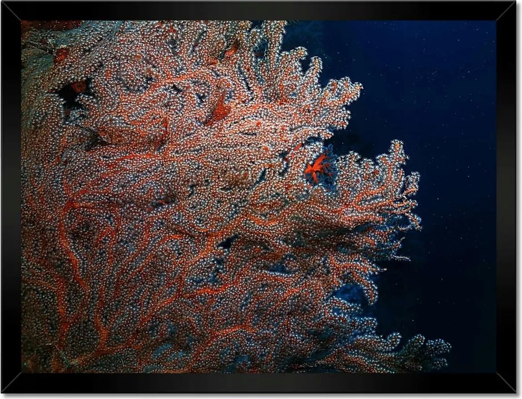 Poszterek keretben 40x30 Kék óceán zátonyokkal