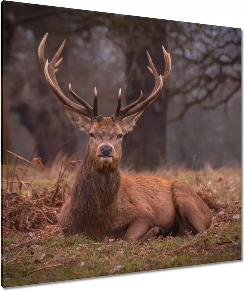 Vászonkép 90x90 Szarvas felszarvazott