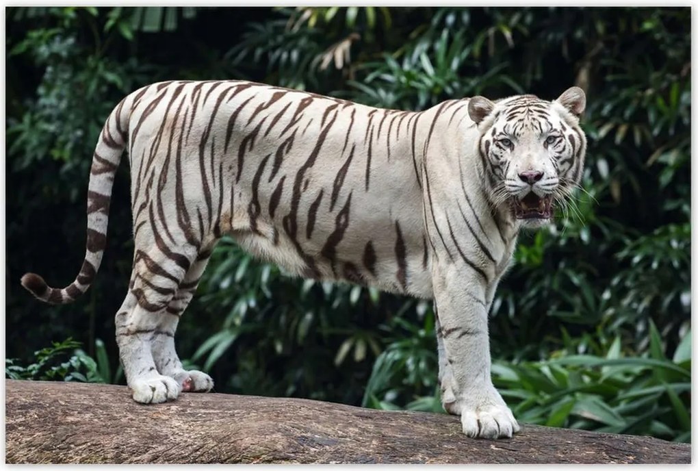 Poszterek 120x80 Fehér tigris Nagy macska