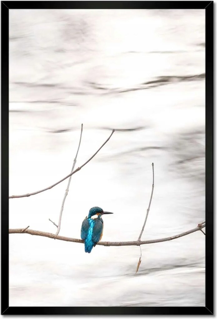 Poszterek keretben 40x60 Madarak