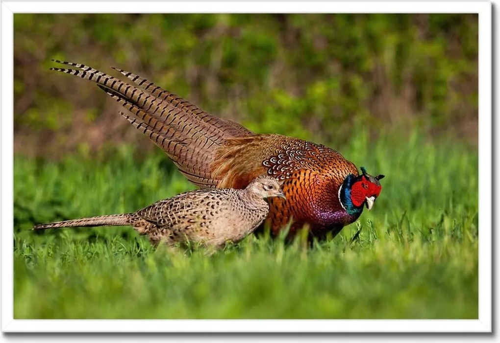 Poszterek keretben 60x40 Fácán család Madarak