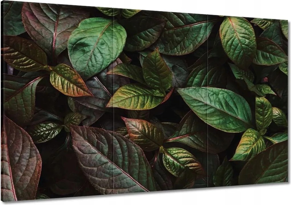 Vászonkép 120x80 Trópusi levelek Levelek