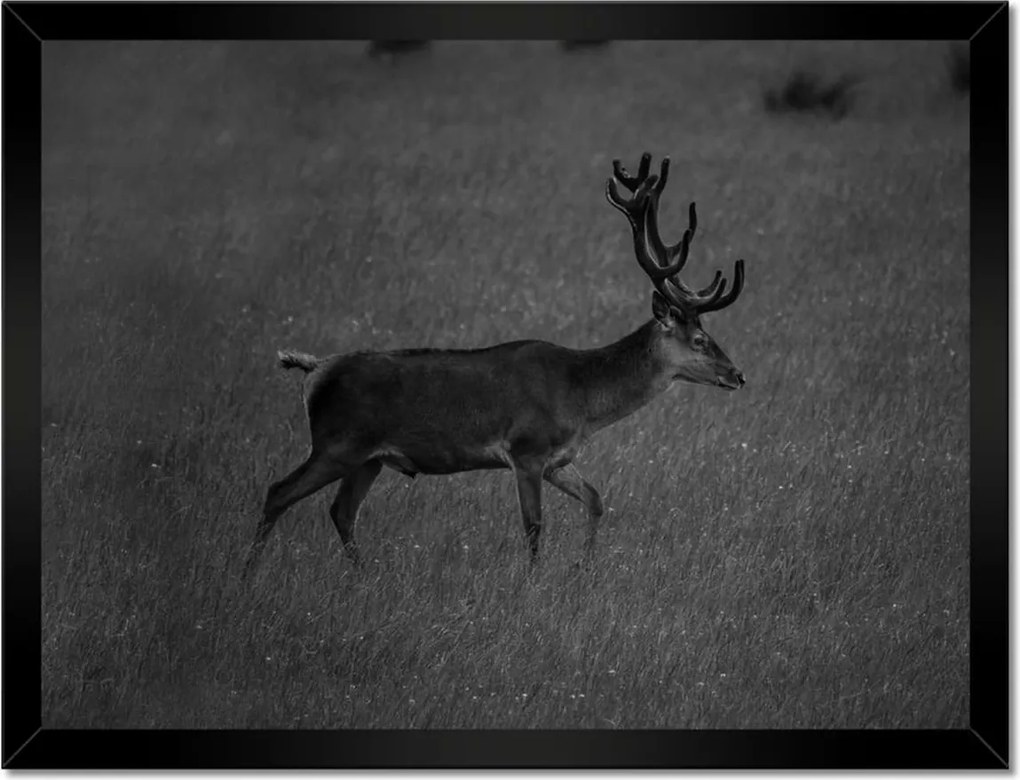 Poszterek keretben 40x30 Szarvas a tisztáson