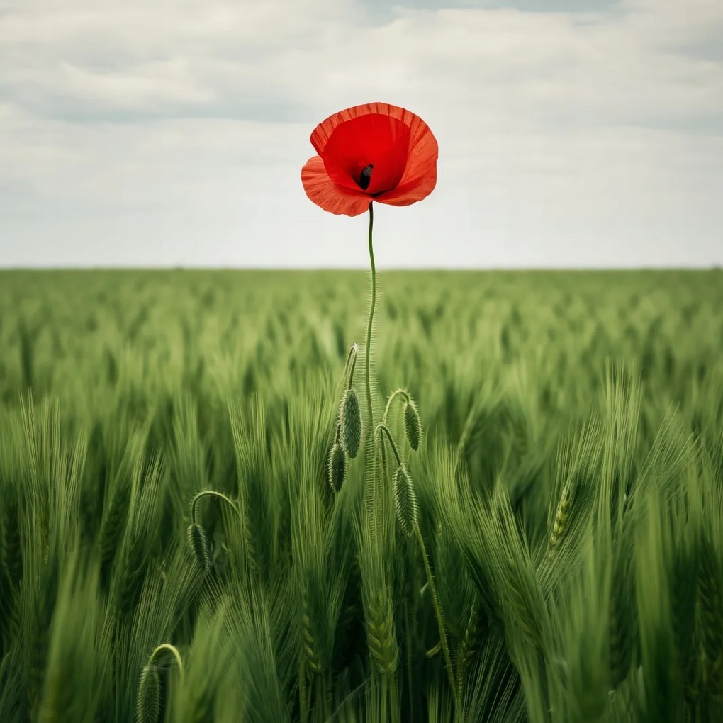 Poszter 20x20cm Magányos pipacs a mezőn