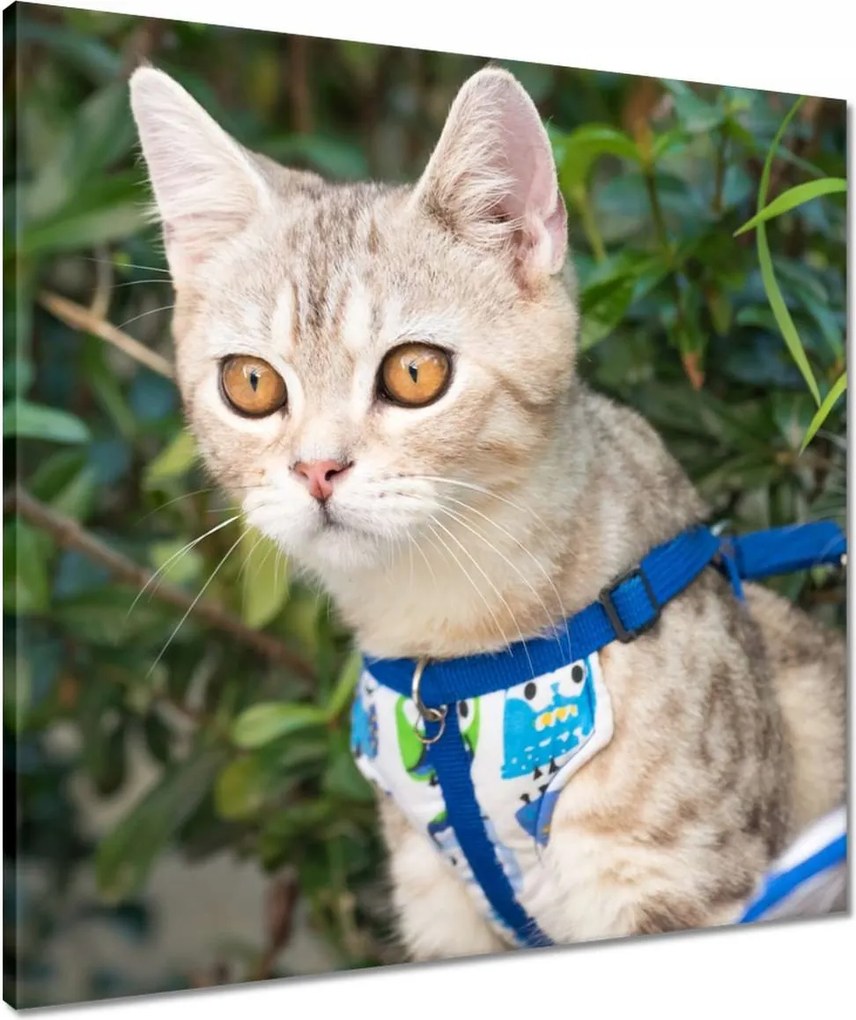 Vászonkép 60x60 Cica