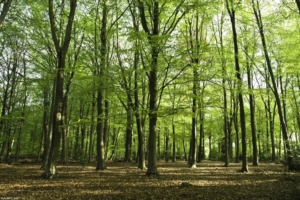 Poszter 30x20cm Tavaszi erdő