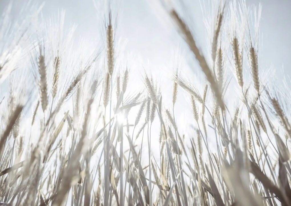 Poszter 84x59,5cm Napsugarak az árpán keresztül, Assaf Frank