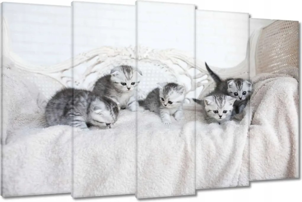 Képek 150x95 Cica Cicák