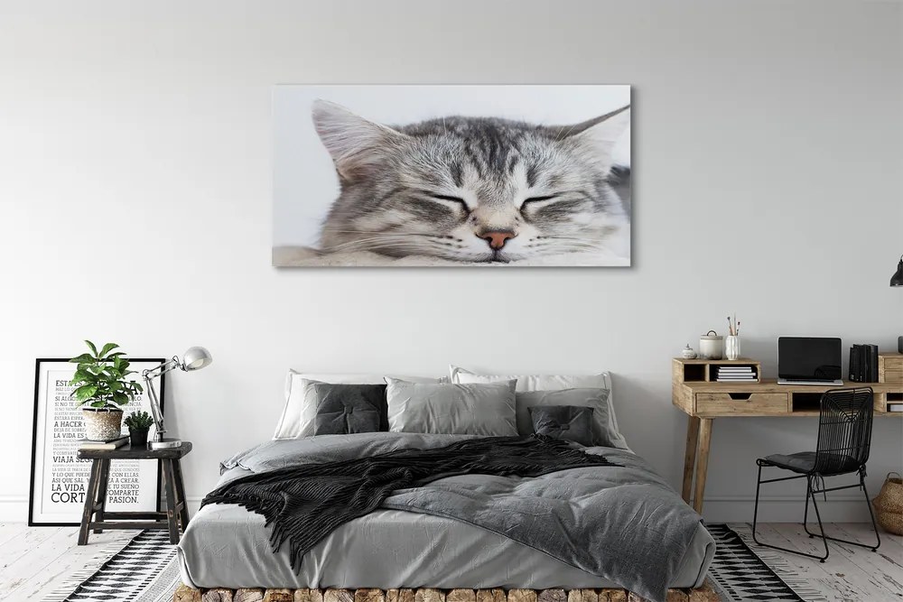Canvas képek álmos macska 125x50 cm