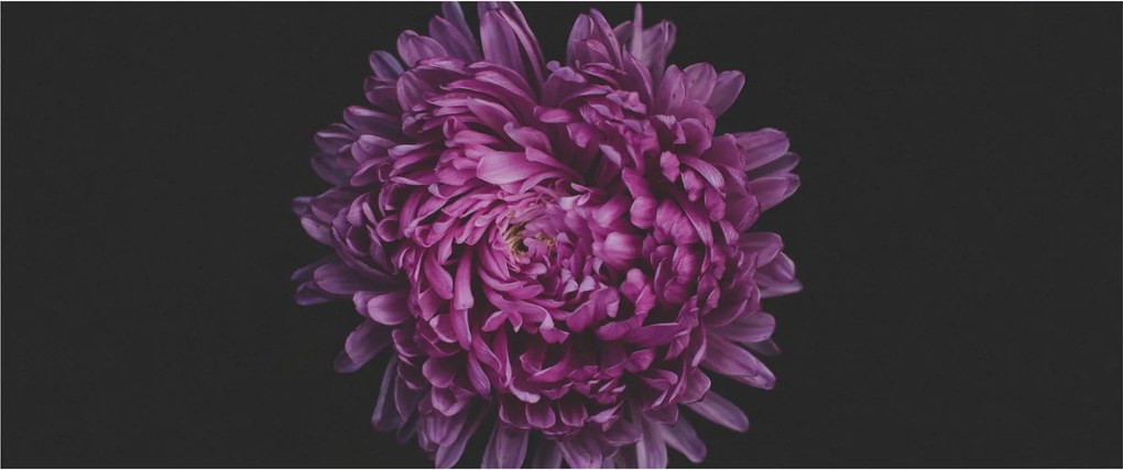 Lila virág képe (120x50 cm)