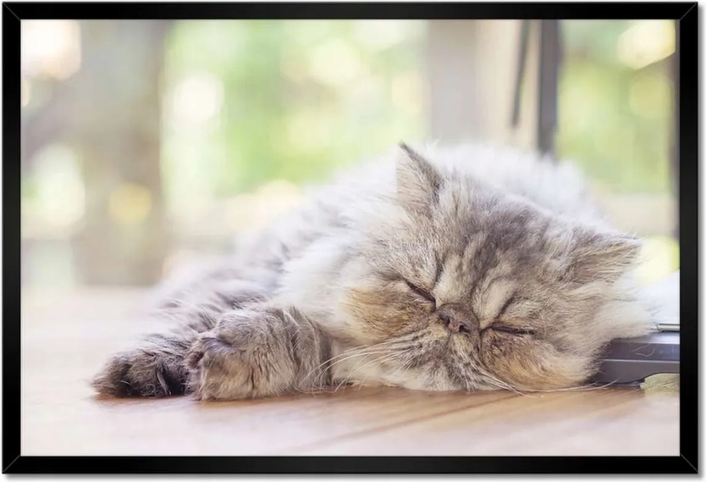 Poszterek keretben 60x40 Cica Cicák