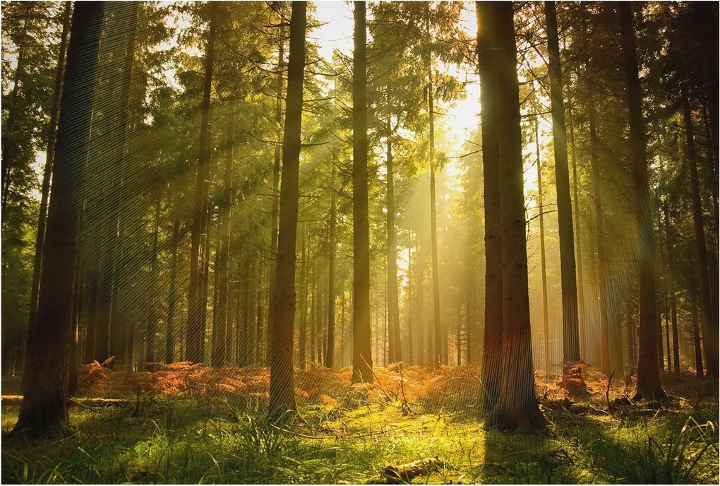 Dekoratív Fotótapéta Hálószobába Erdei reggel 104x70 Ragasztó