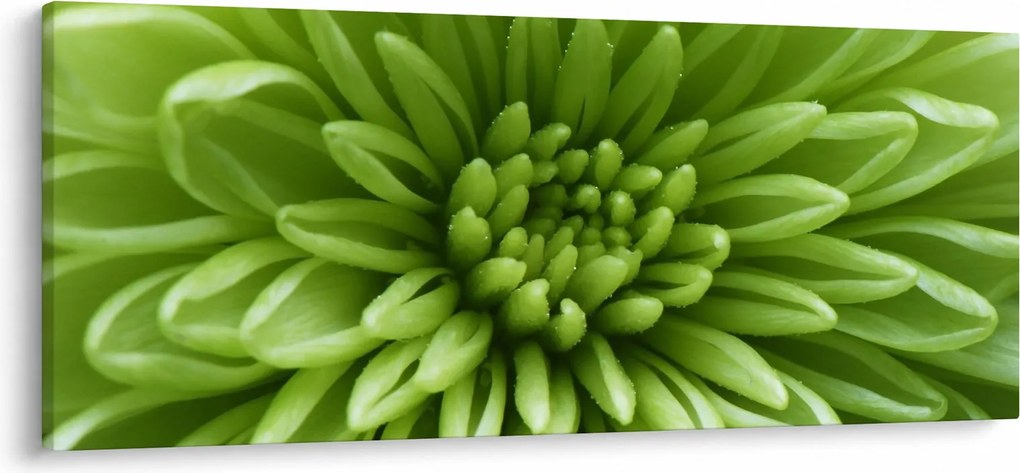 Kép - Makro kép egy növényről (120x50 cm)