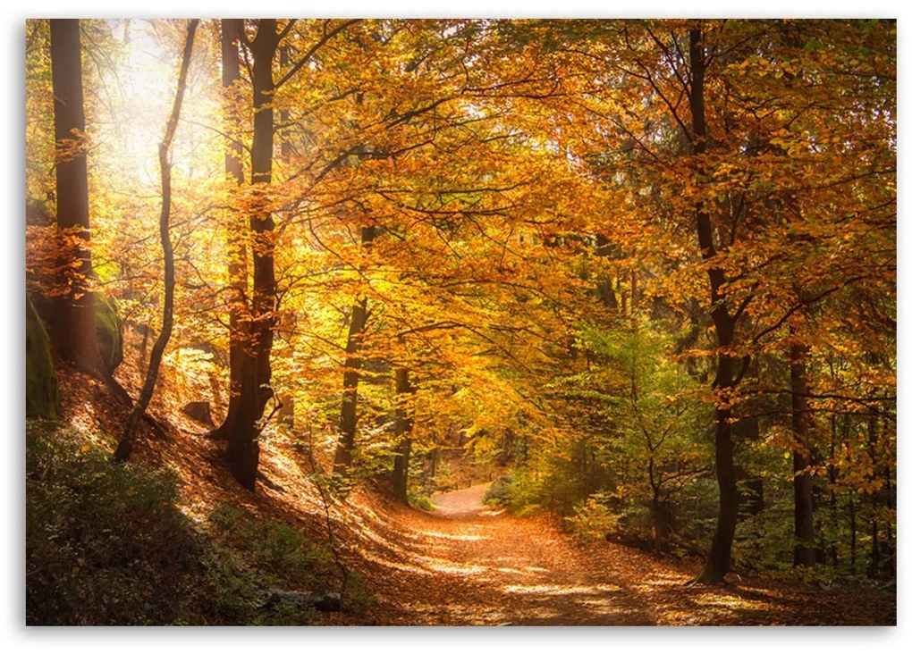 Gario Vászonkép Levelek egy erdei ösvényen Méret: 120 x 80 cm
