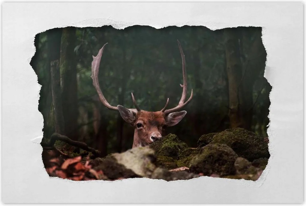 Poszter 60x40 Szarvas felszarvazott