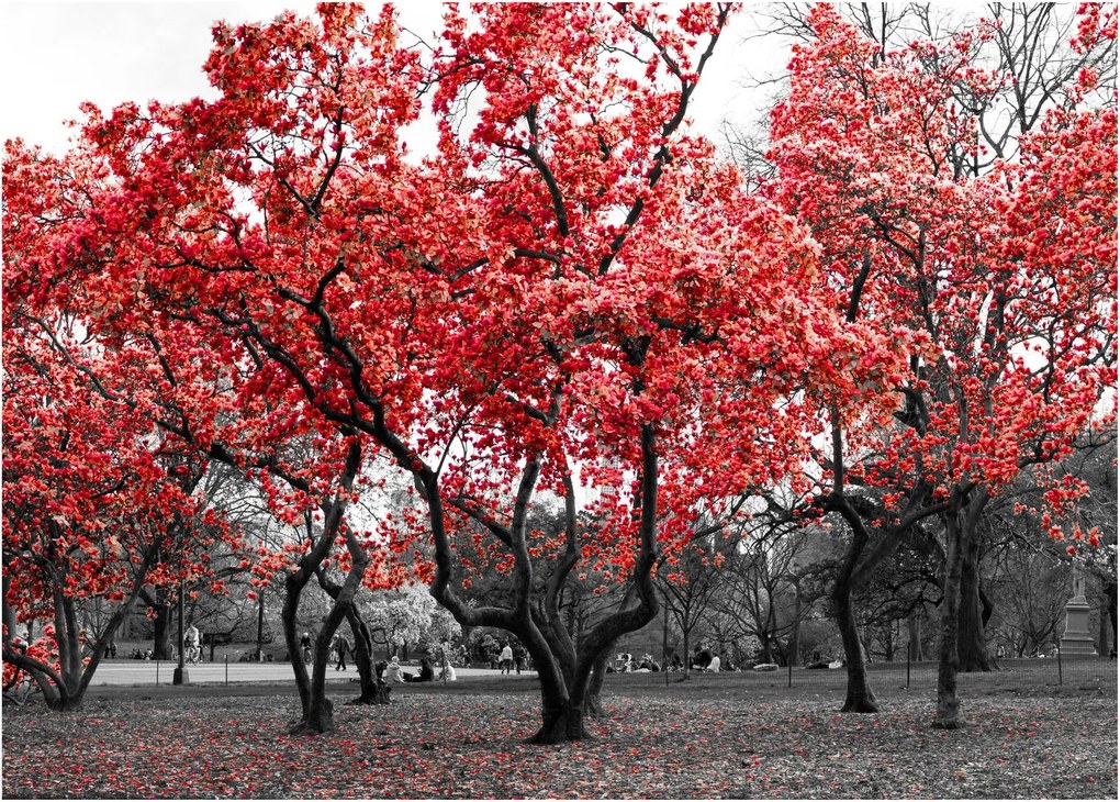 Kép - vörös fák, Central Park, New York (üvegen) (70x50 cm)