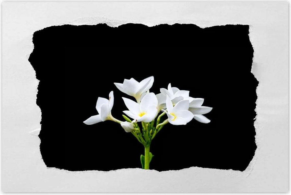 Poszterek 120x80 Virág Frangipani plumeria