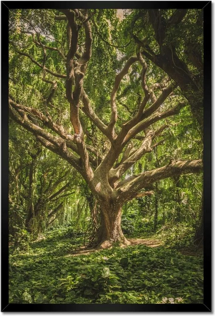 Poszterek keretben 40x60 Fa a parkban