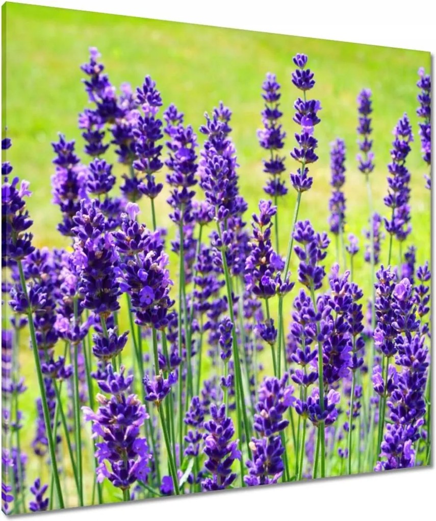 Vászonkép 90x90 Levendula virágok
