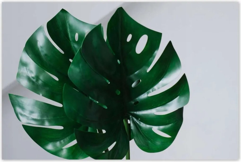 Poszterek 120x80 Mosnter levelek lyukas