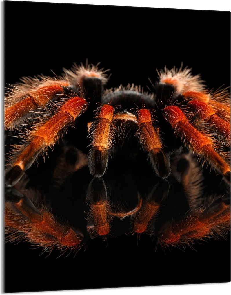 Üveg Vágódeszka 40x52 Pók a Konyhába