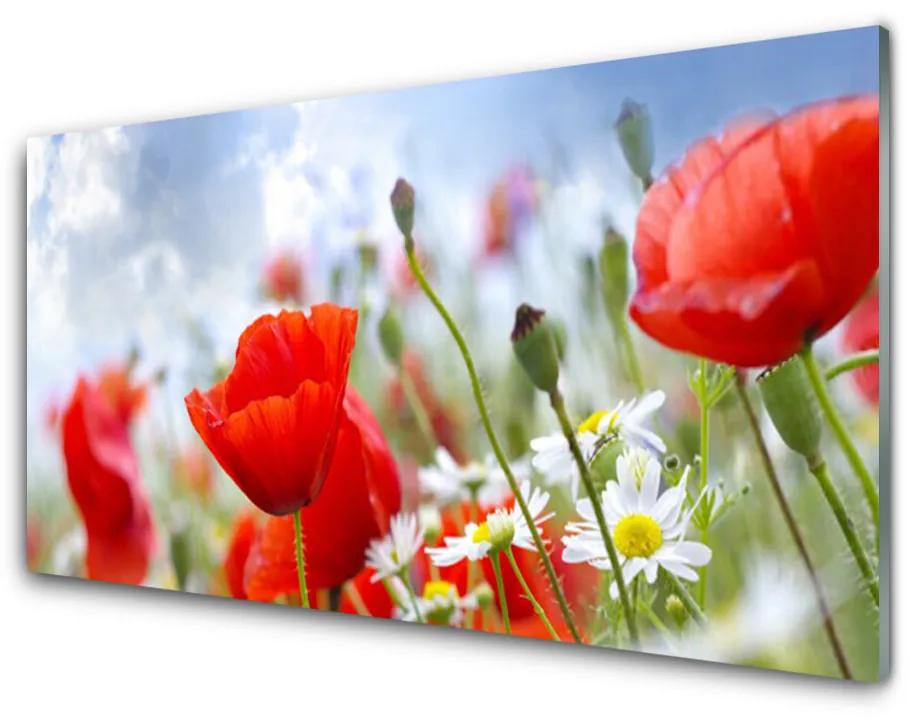 Üvegkép falra Pipacsok Daisies Flowers 140x70 cm