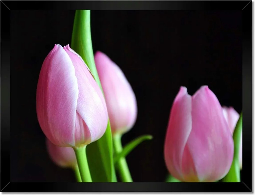 Poszterek keretben 40x30 Lila tulipánok