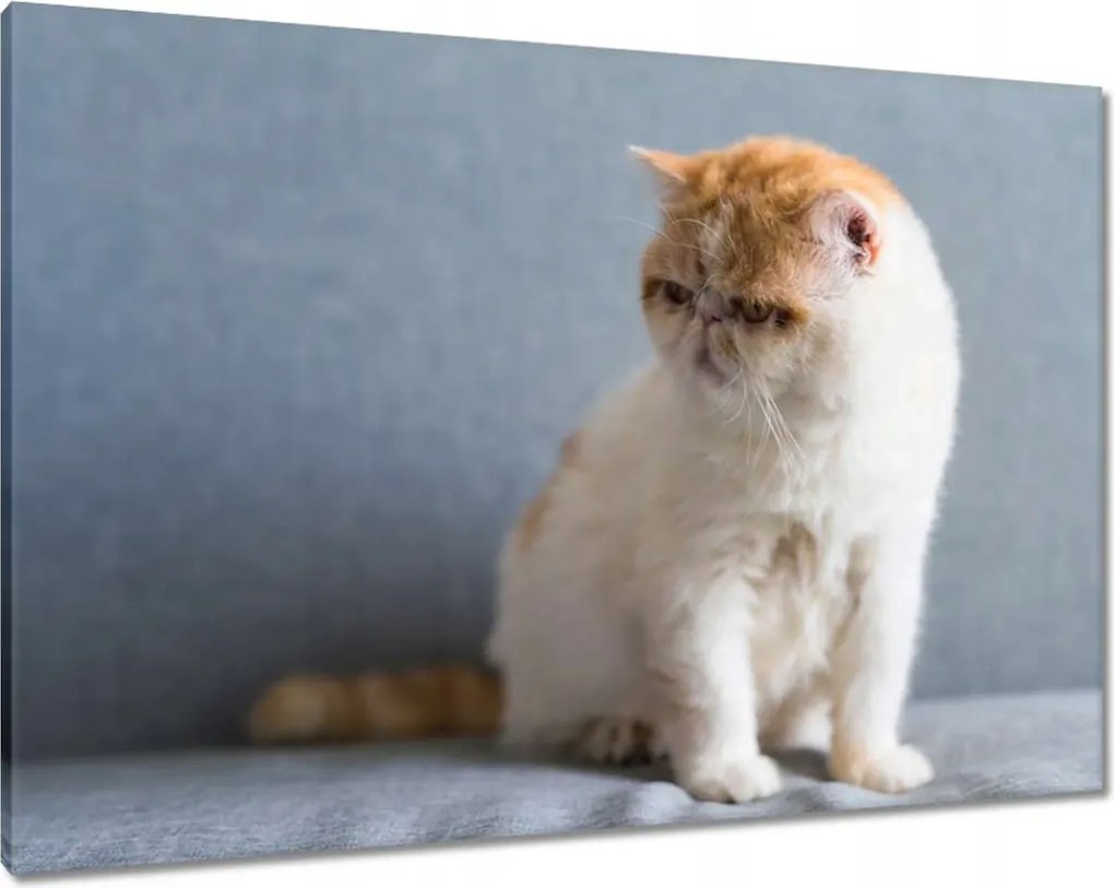 Vászonkép 100x70 Cica Cicák