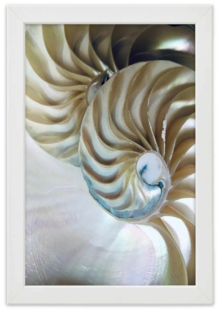 Gario Poszter Egy kagyló belseje A keret színe: Fekete, Méret: 70 x 100 cm