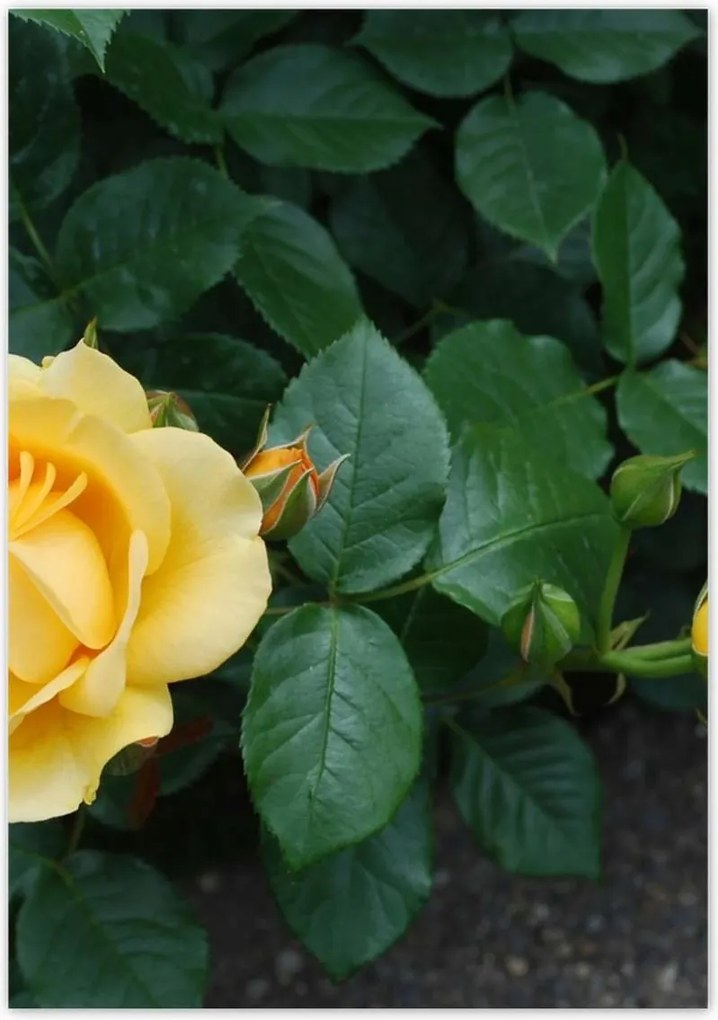 Poszterek 70x100 Sárga rózsa