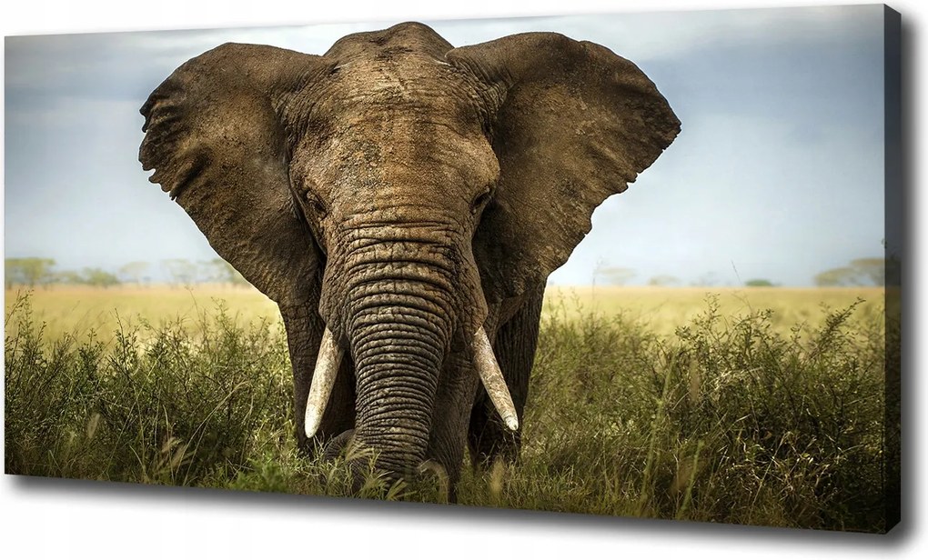 Vászonkép Elefánt a szavannán 100x70 cm